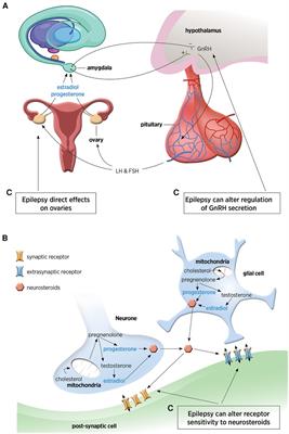 Insights into neurosteroids and their role in women with epilepsy